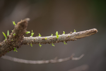 buds after the rain