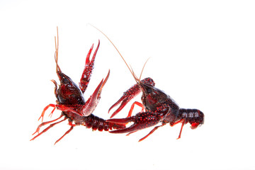 Crawfish, white background, close-up