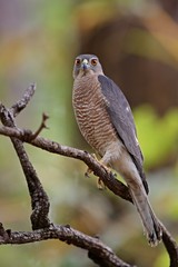 Nice raptor indian Sikra in the nature habitat in India. Indian Sikra raptor. Indian wildlife and birding.