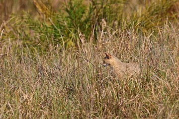 Beautiful jungle cat in the nature habitat in India. Very rare indian jungle cat.Indian wildlife and tiger prey.
