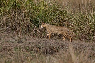 Beautiful jungle cat in the nature habitat in India. Very rare indian jungle cat.Indian wildlife and tiger prey.