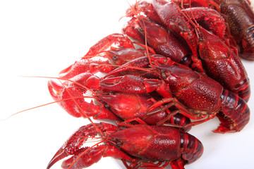Crawfish, white background, close-up