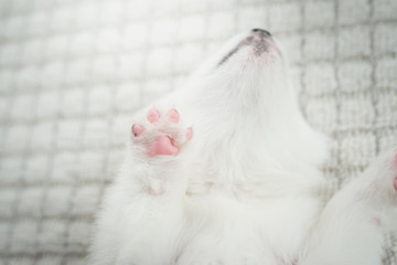 Fototapeta premium siberian husky puppy paw