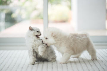 Cute kitten and puppy playing