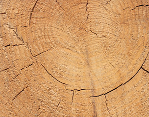 Close-up texture of a tree