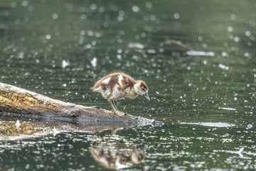 nilgansküken © Klaus Haase 
