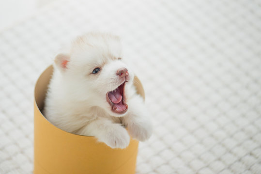 siberian husky puppy  playing in a cylinder box
