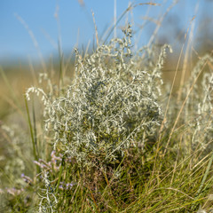 Sea wormwood on saltmarsh