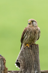 Common Kestrel perched on a fence post with green background