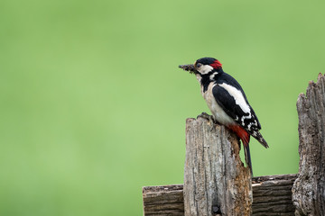 Greater Spotted Woodpecker perched on a fence post with a beak full of insects