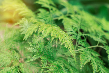 Green foliage in nursery.