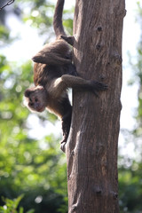 Monkeys in Israeli safari
