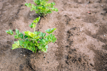 Celeriac plants growing in soil from close