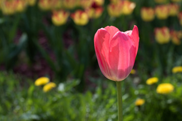 Flowering red tulips