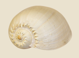 aquatic snail shell