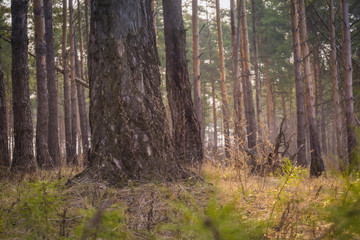 Morning Pine Forest