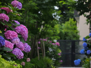 Obraz premium 紫陽花