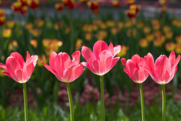 Flowering red tulips
