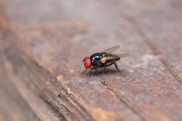 Flesh fly on a brown wood table