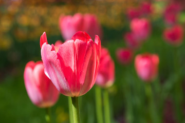 Fototapeta premium Flowering red tulips