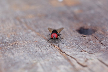 Flesh fly on a brown wood table