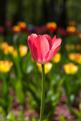 Flowering red tulips