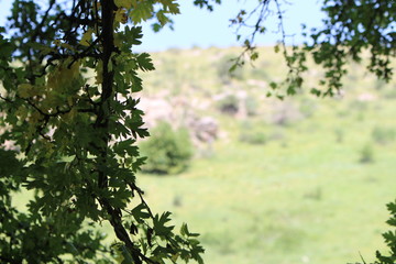 Baum