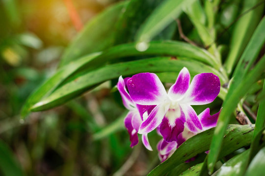 Purple orchid with natural green.