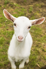 Naklejka na ściany i meble Smiling Goat Portrait./Smiling Goat Portrait. 