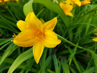 Beautiful yellow daylily on the garden