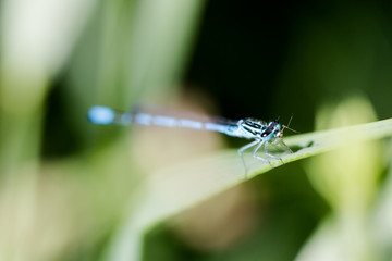 Azure, Southern damselfly, dragonfly eats insect at lakeside macro