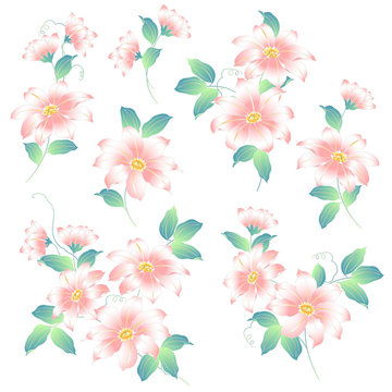 18 Best 鉄線花 Images Stock Photos Vectors Adobe Stock