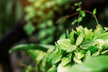 Ornamental plant with rain drops.