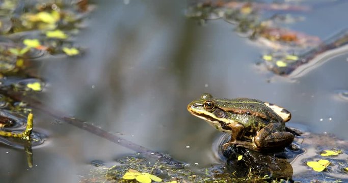 green marsh frog (Pelophylax ridibundus),largest frog native to Europe, Czech, European wildlife