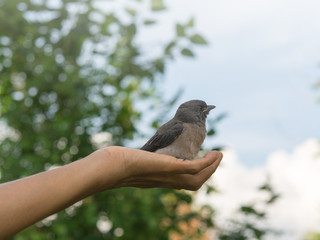 Bird in hand on a day and nature