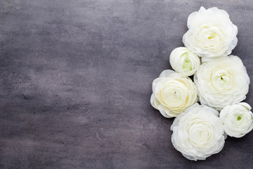 Beautiful colored ranunculus flowers on a gray background.