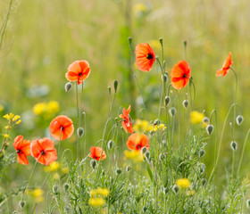 Poppies in flower field in spring