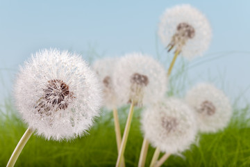 Wet wildflowers