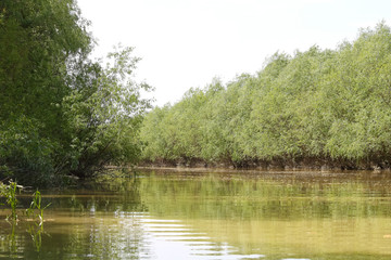 Fototapeta na wymiar Green trees in spring on delta shores tributary of the Danube River