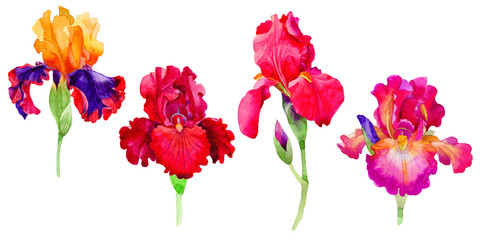 Fototapeta na wymiar Wildflower irises flower in a watercolor style isolated.