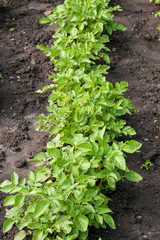 Potato shrubs in the garden