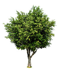 big green fresh tree isolated on white background, conservative or preservative forest concept