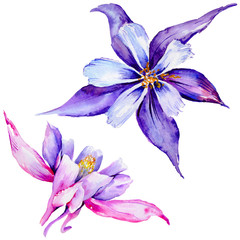 Fototapeta na wymiar Wildflower exotic flower in a watercolor style isolated.