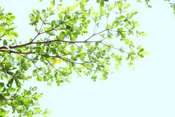 Tree branch sky background