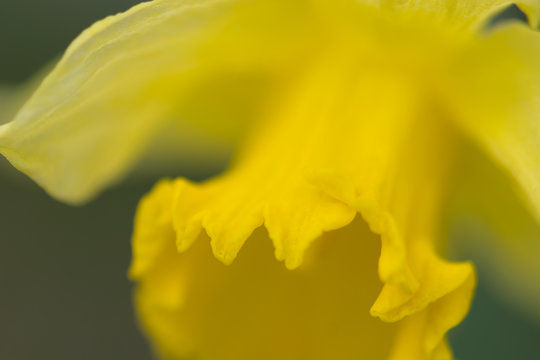 Daffodil Macro