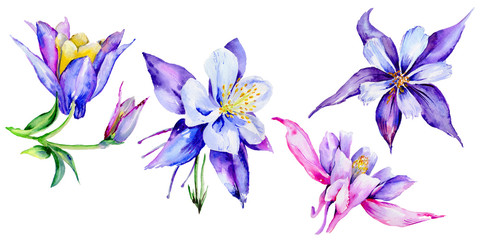 Wildflower exotic flower in a watercolor style isolated.