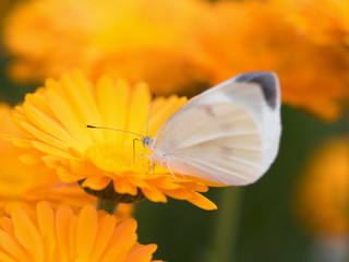 花畑のモンシロチョウ