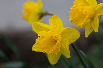 Fototapeta premium Daffodils