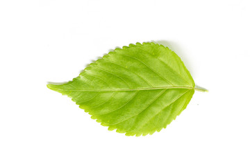 Obraz premium green leaf isolated on white background