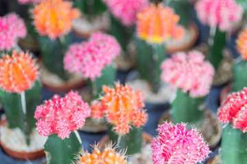 バンコク・ウィークエンドマーケット・チャトチャック市場